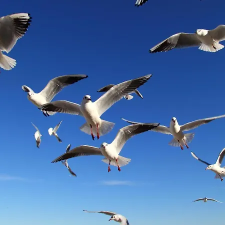 Daire Appartementhaus Moewe Haus Moewe - 2 